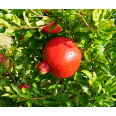 QA Farm booking testing