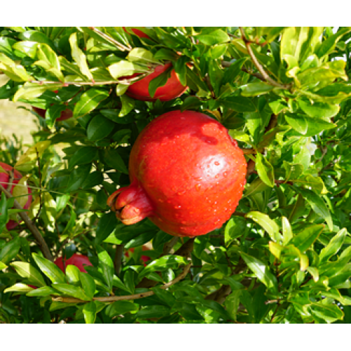 QA Farm booking testing