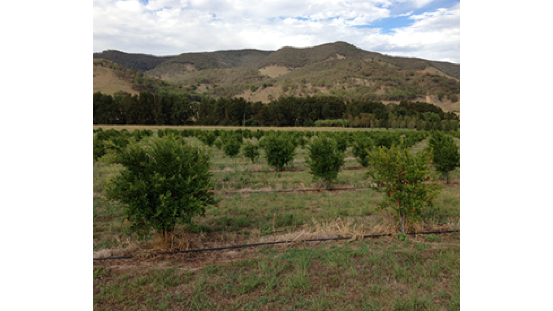 Our pomegranate orchard is growing well