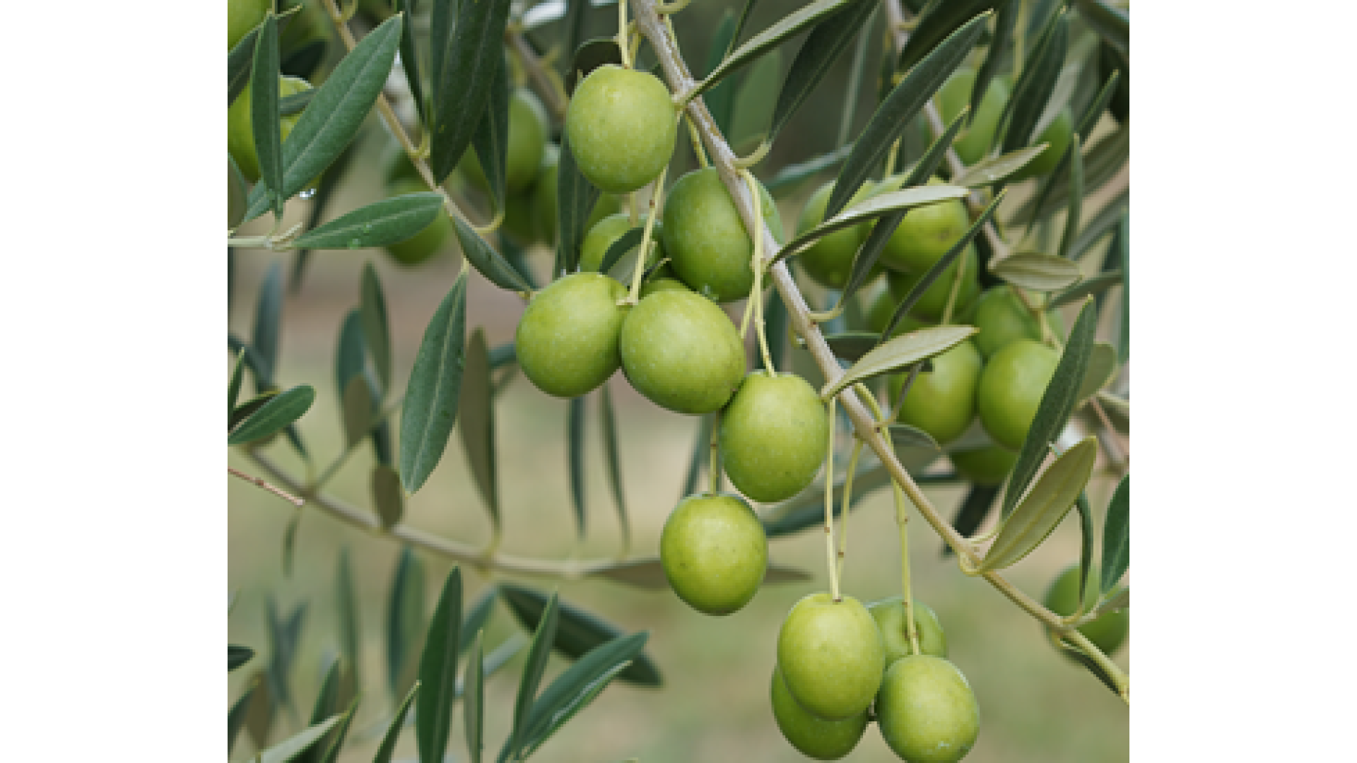 Our 2021olives