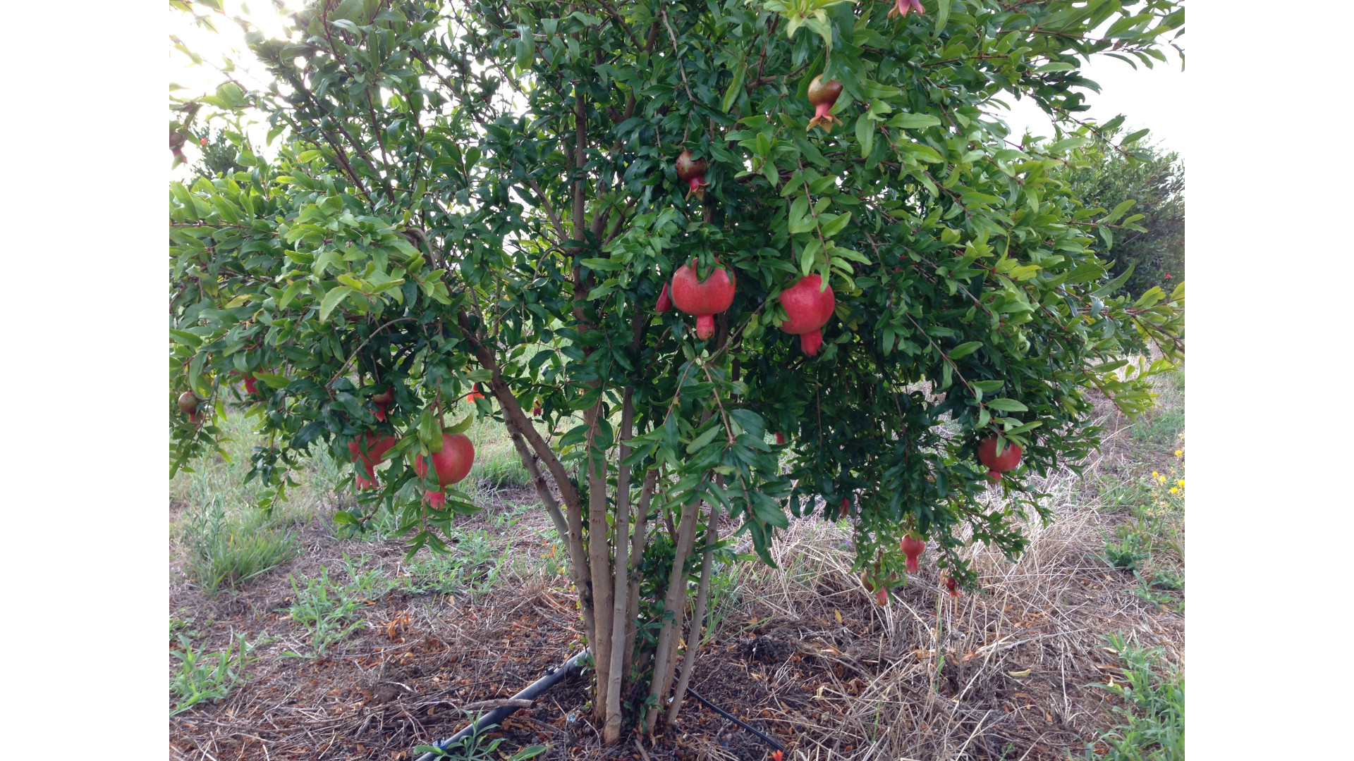 Pomegranate fruit