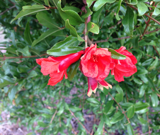 Pomegranate flowers